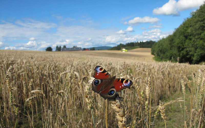 Nærbilde av en rød, blå og gul sommerfugl i en Åker i Ullensaker.